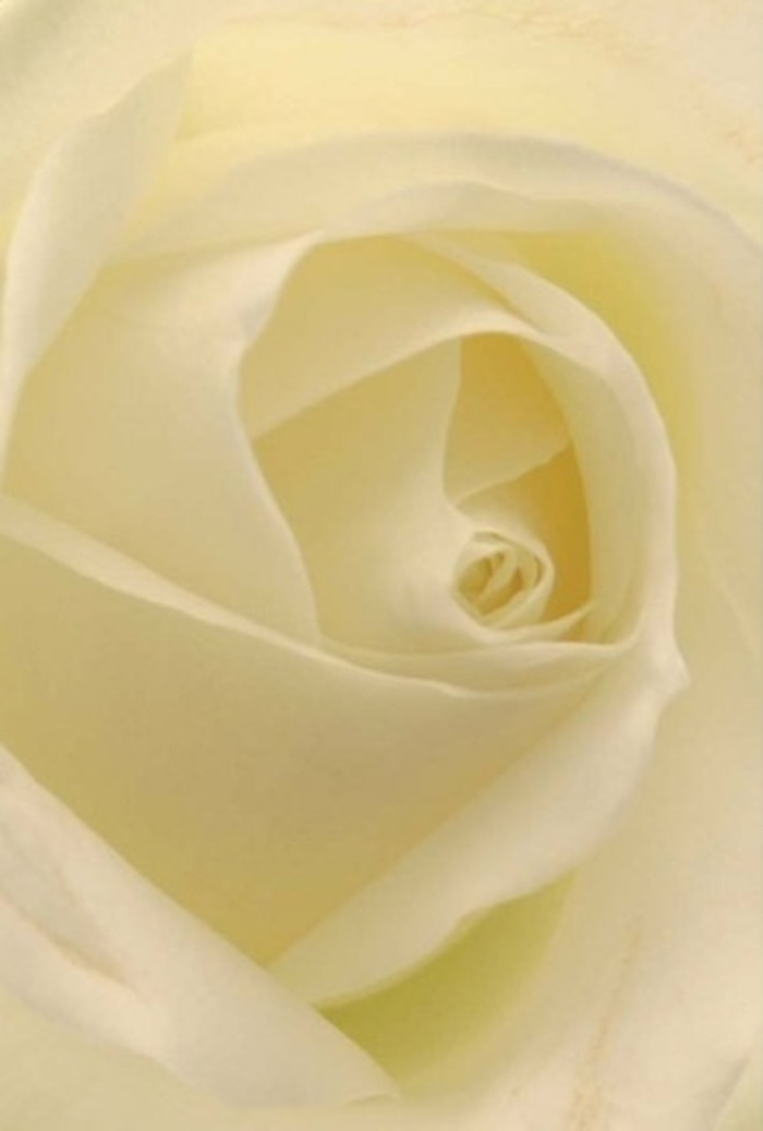 Gazing closely at this classic white rose, expertly arranged by a florist near Elephant and Castle, your attention is drawn to the interplay of gentle layering and luminous light in every petal. Soft shades of white and creamy ivory meld as daylight streams through the window, enveloping each fold in a radiant glow that feels almost as if the flower holds a light within. The composition radiates serenity and sophistication, reminiscent of a quiet afternoon spent reflecting in local parks or admiring the cityscape from a hidden side street. The spiraled core of the rose is nearly flawless, a symbol of purity and resilience, while subtle streams of shadow highlight the delicate craftsmanship behind its form. The scent is imagined as fresh and understated, like the first hint of spring breezes in SE17. Whether arranged as a gift for an anniversary, a meaningful centrepiece for a celebration near the Imperial War Museum, or as a gentle gesture of apology, this rose exemplifies the elegance and sensitive artistry cherished by the Elephant and Castle community.